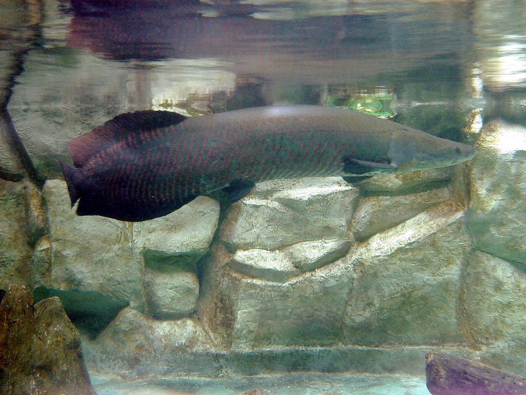 Arapaima reference