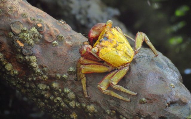 Mangrove Tree Crab reference