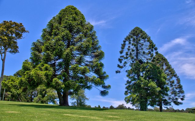 Bunya Pine reference