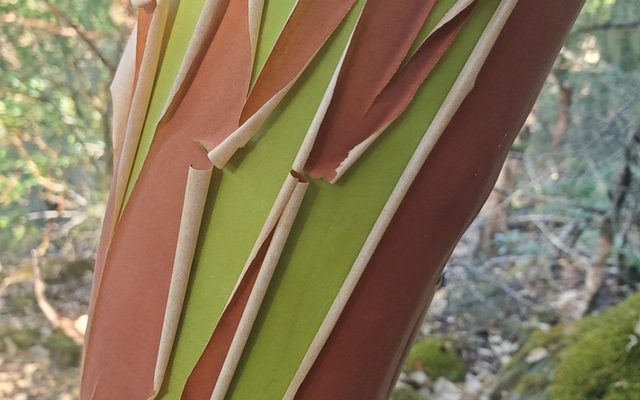 Pacific Madrone reference