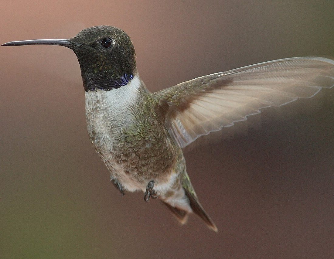 Black-chinned Hummingbird reference