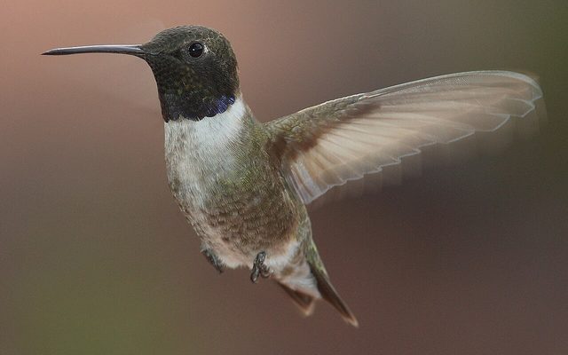 Black-chinned Hummingbird reference