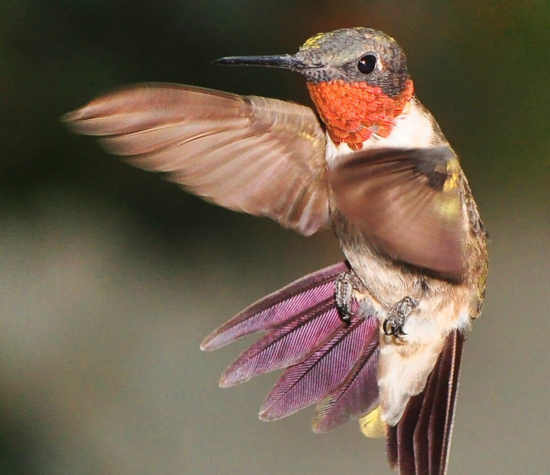 Ruby-throated Hummingbird reference