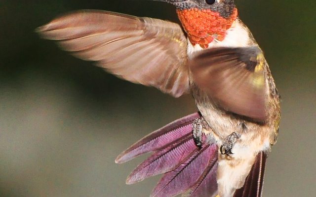Ruby-throated Hummingbird reference