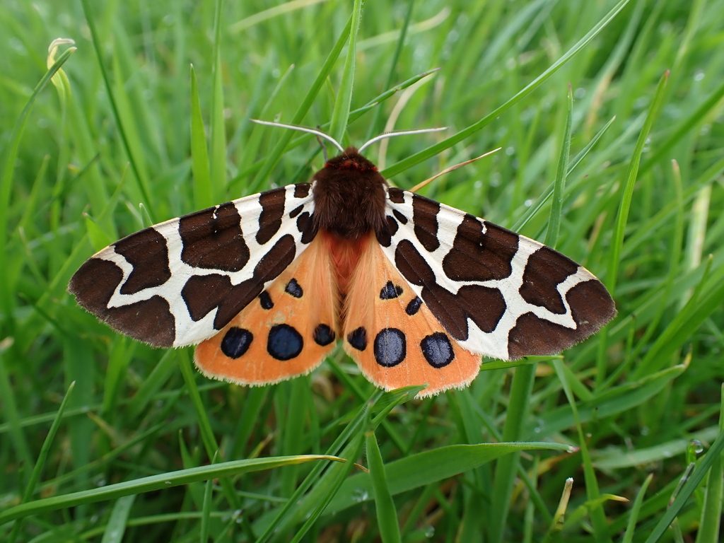 Garden Tiger Moth reference