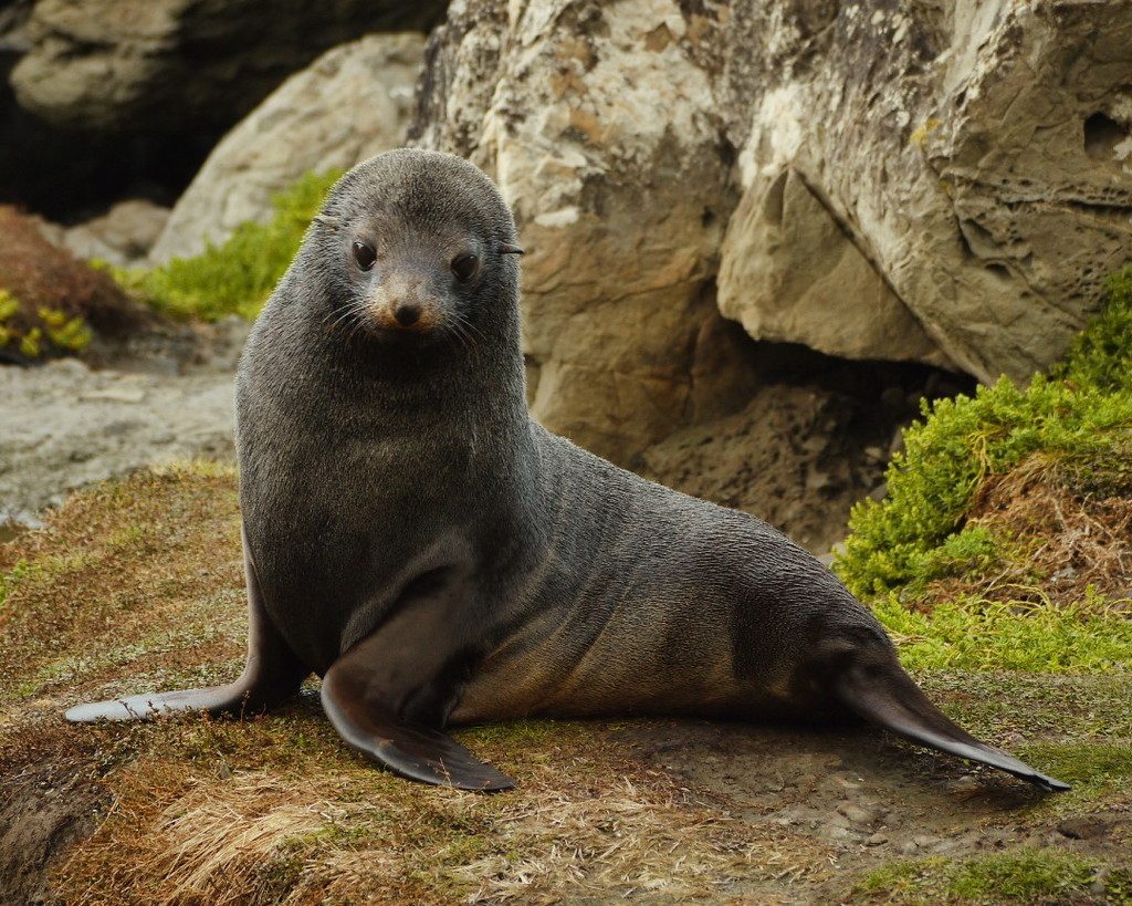 Long-nosed Fur Seal reference