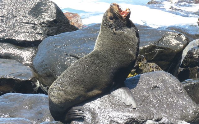 Galapagos Fur Seal reference