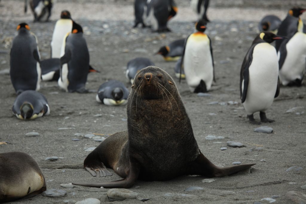 Antarctic Fur Seal reference
