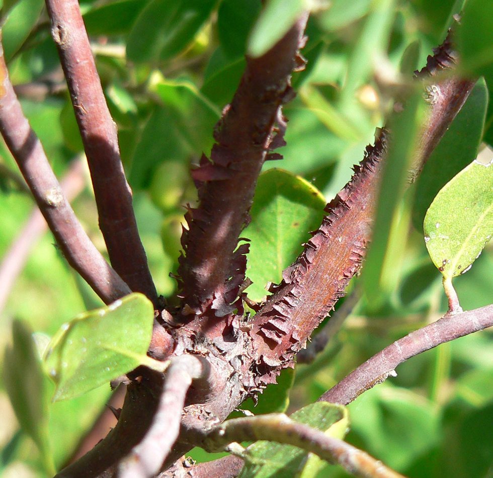 Common Manzanita reference