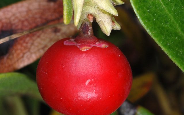 Bearberry reference