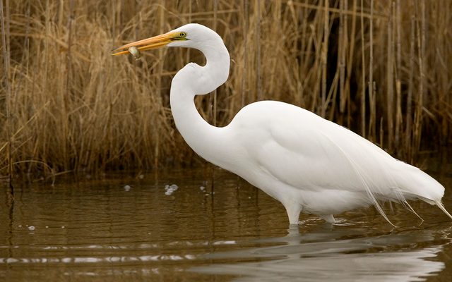 Great Egret reference