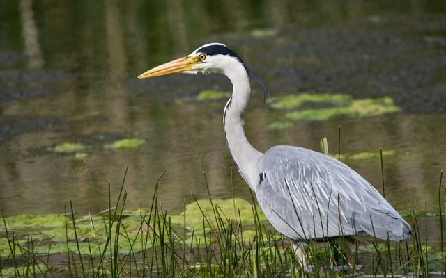 Grey Heron reference