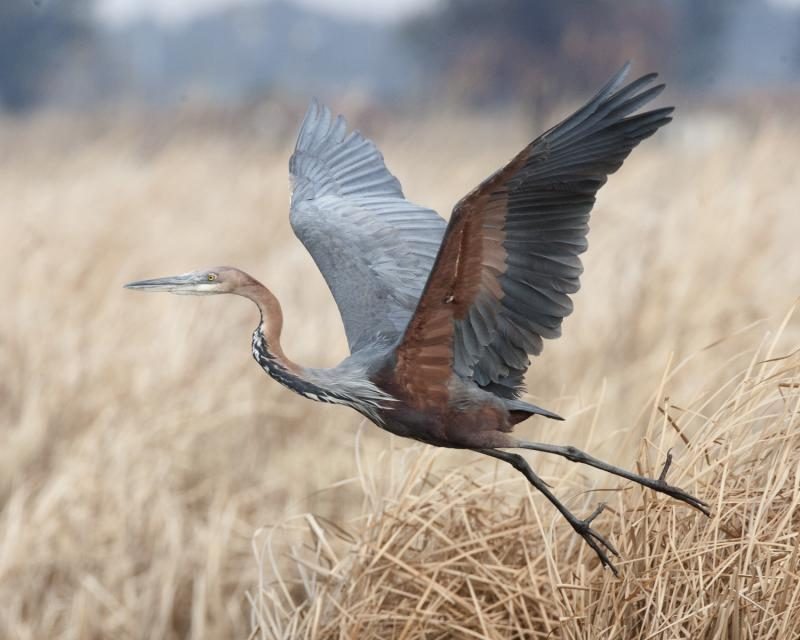 Goliath Heron reference