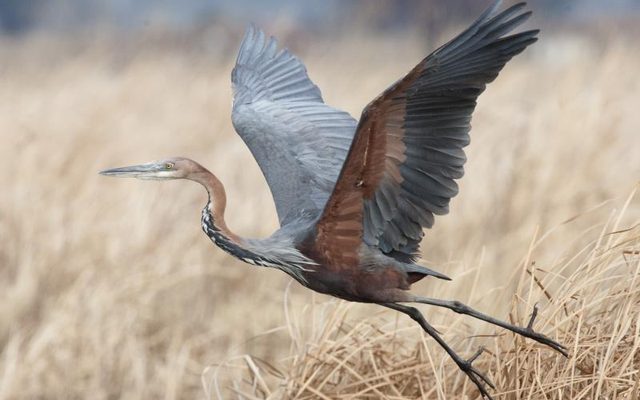 Goliath Heron reference