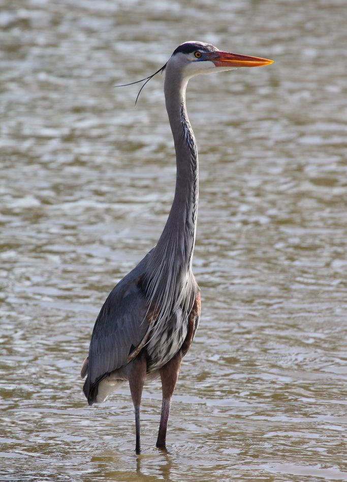 Ardea herodias reference