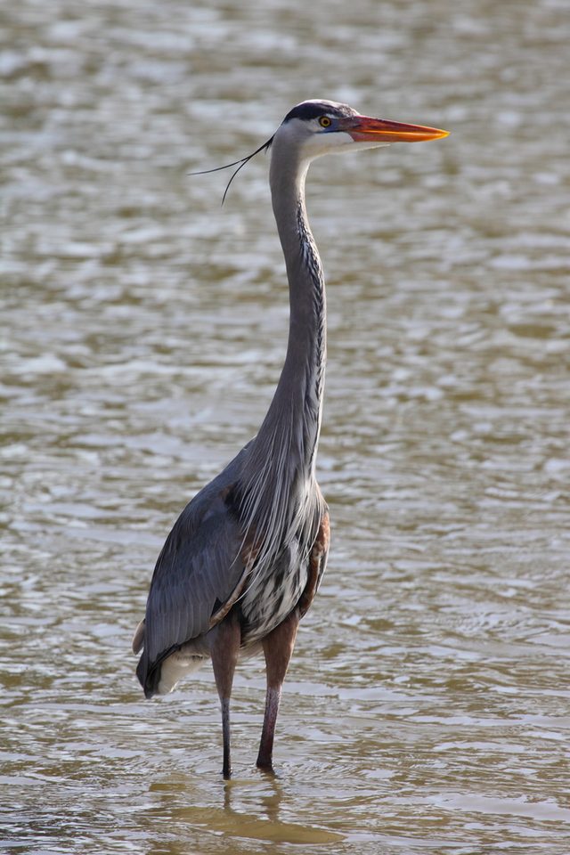 Great Blue Heron reference