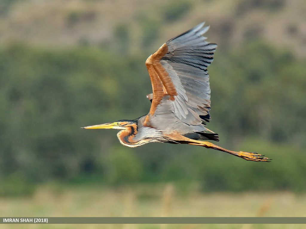 Purple Heron reference