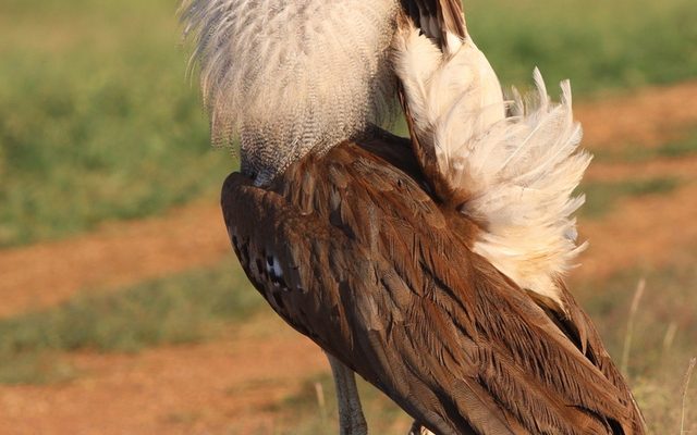 Kori Bustard reference