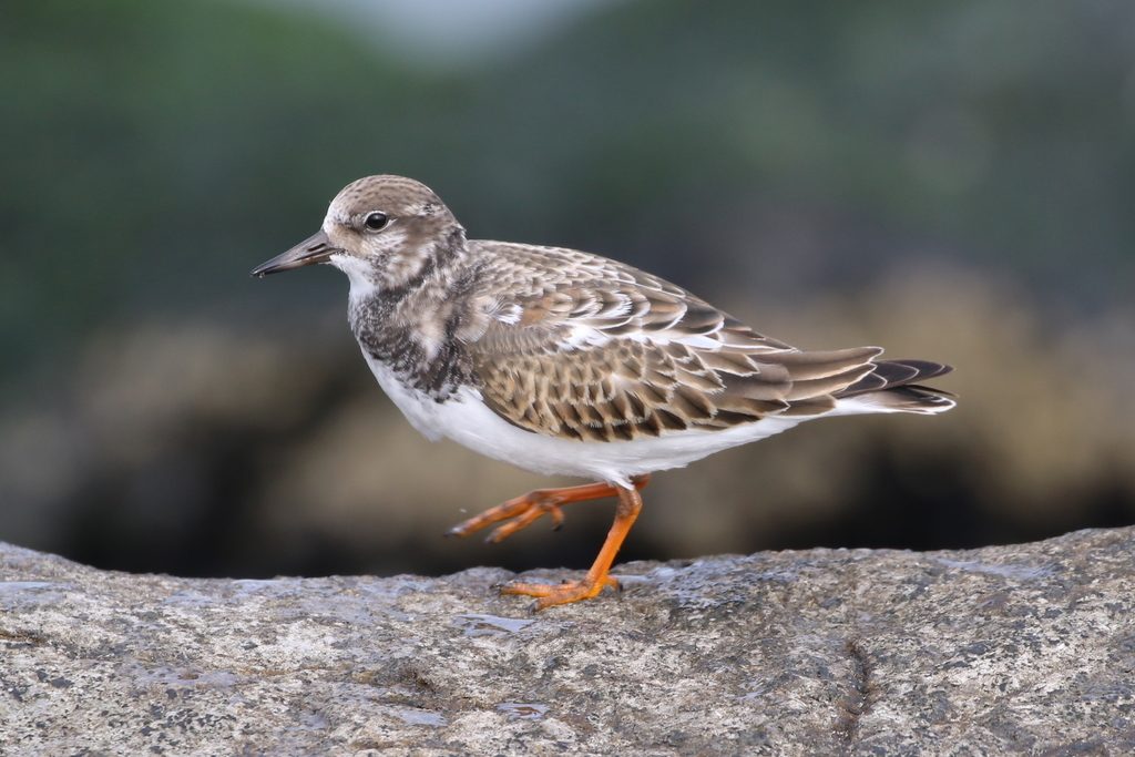 Ruddy Turnstone reference
