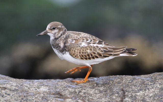 Ruddy Turnstone reference