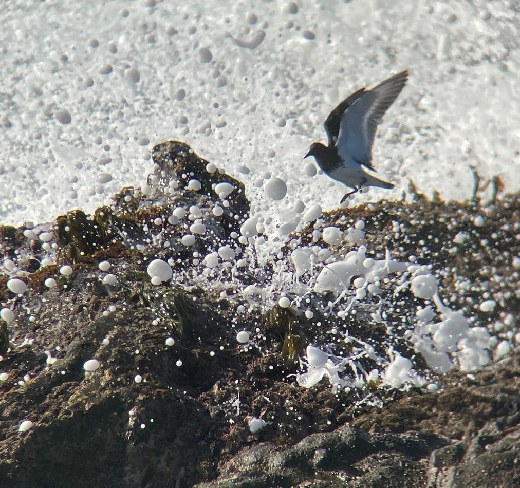 Black Turnstone reference