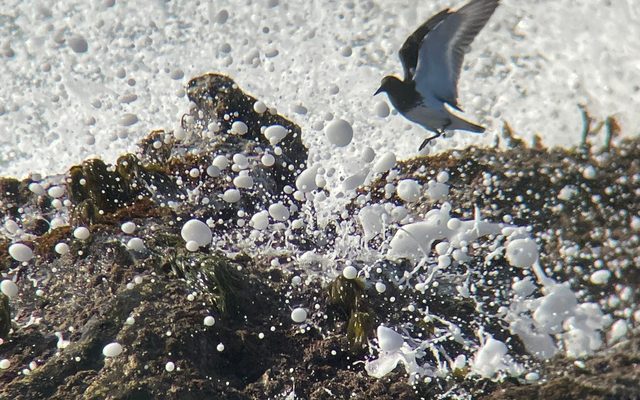 Black Turnstone reference