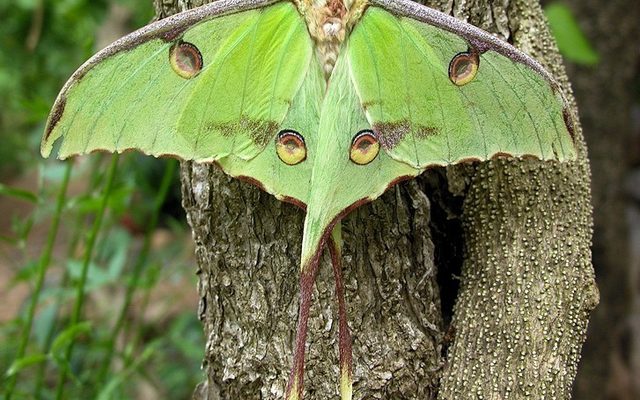 African Moon Moth reference