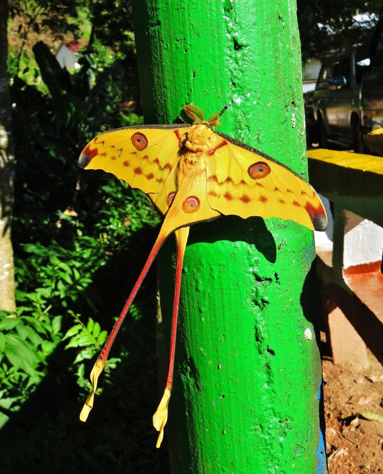 Madagascan Moon Moth reference