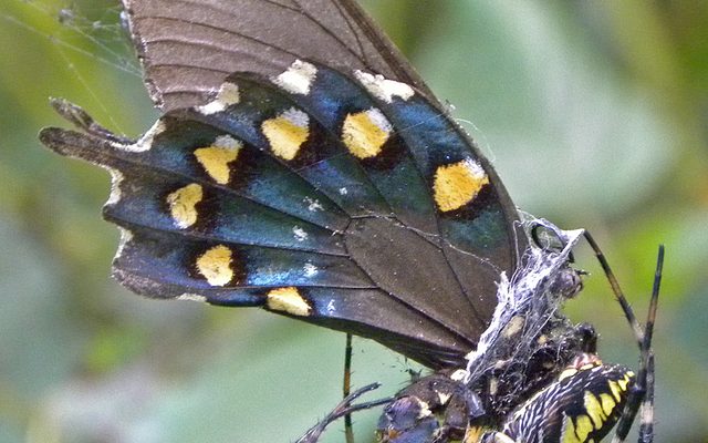 Black and Yellow Garden Spider reference