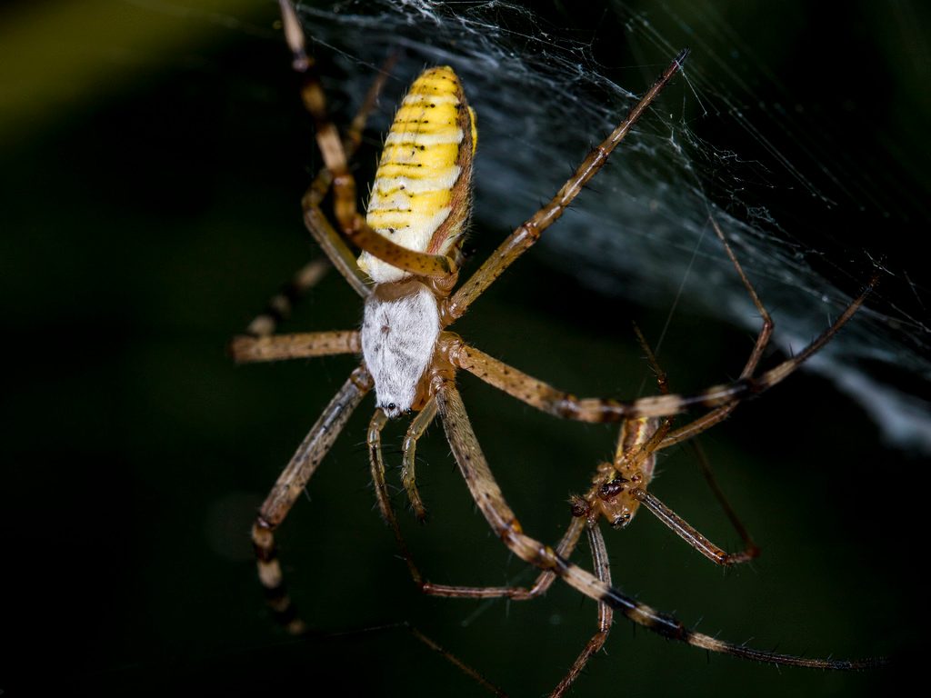 Wasp Spider reference