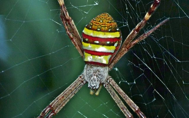 St Andrew's Cross Spider reference