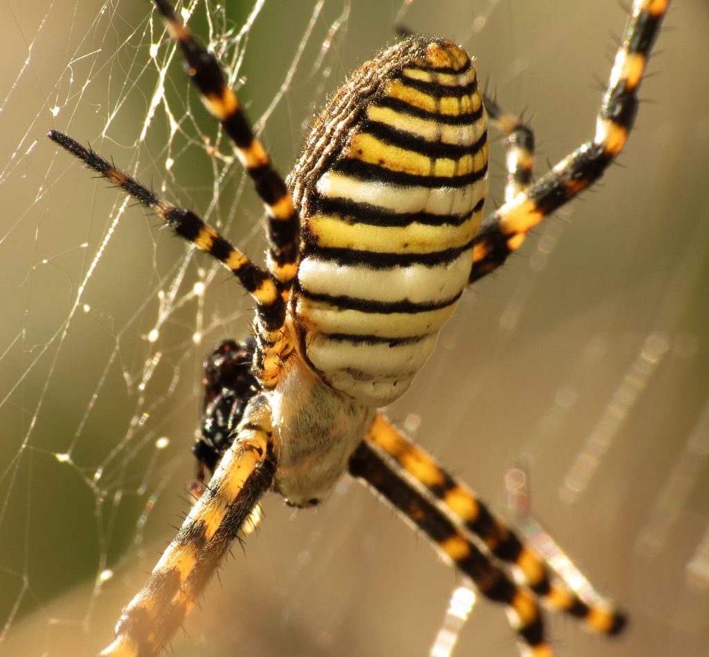 Banded Garden Spider reference