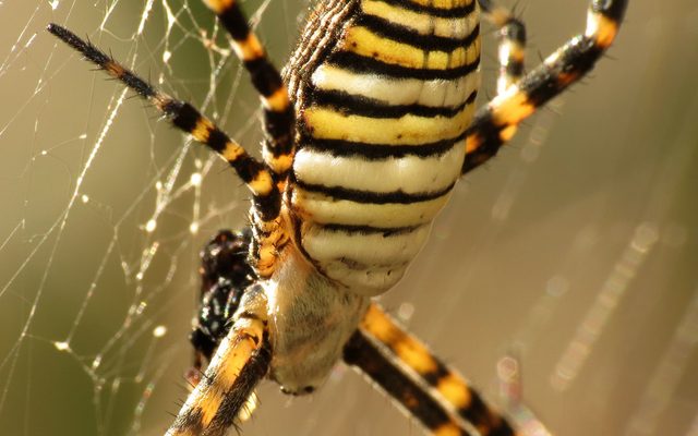 Banded Garden Spider reference