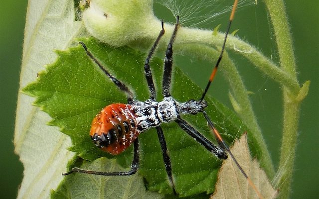 Wheel Bug reference
