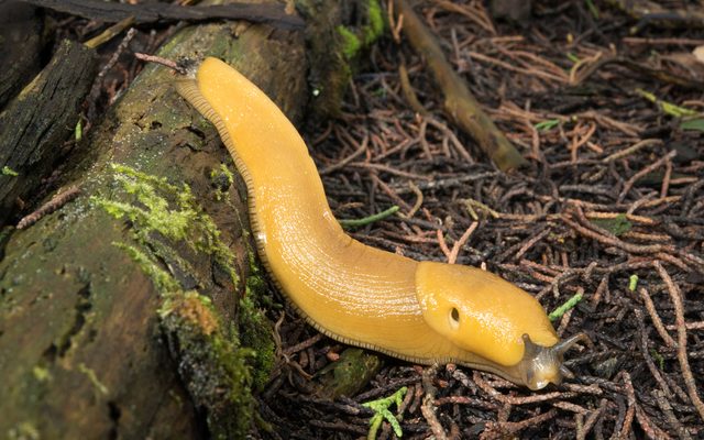 California Banana Slug reference