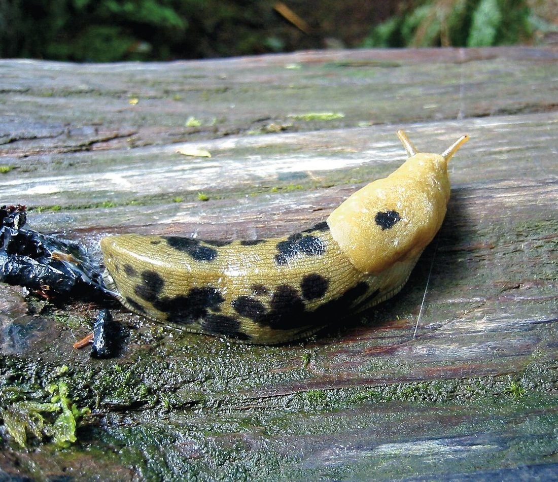 Ariolimax columbianus reference