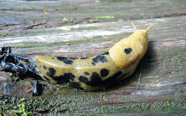 Pacific Banana Slug reference