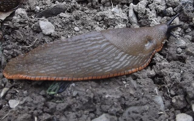 European Black Slug reference