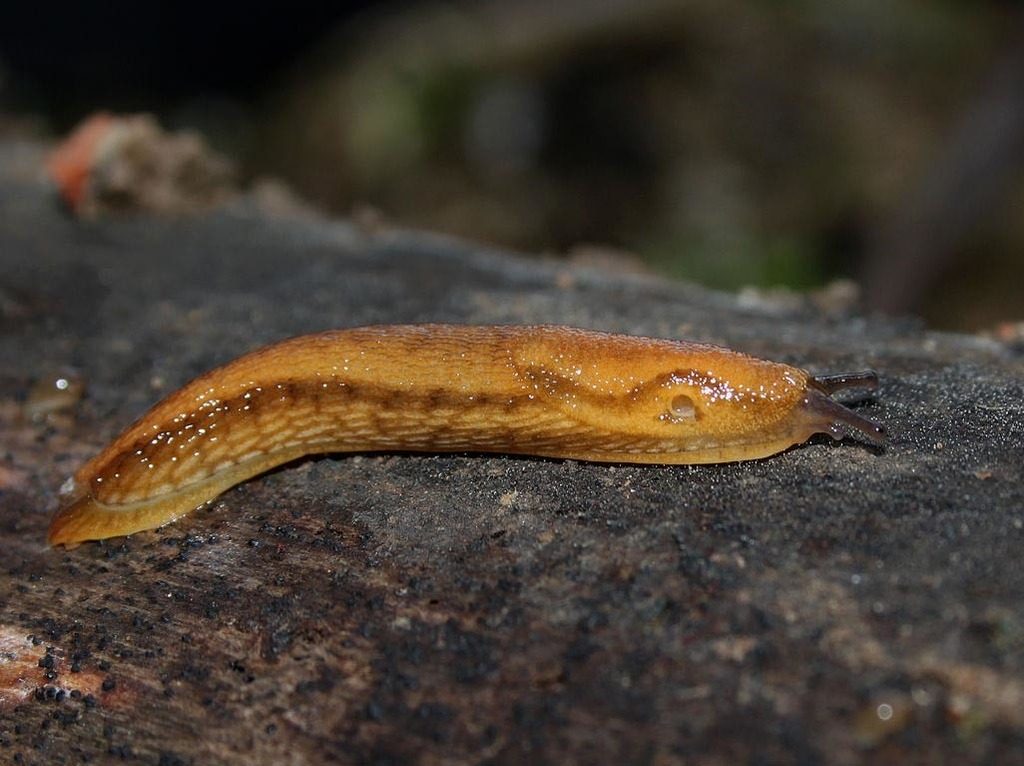 Western Dusky Slug reference