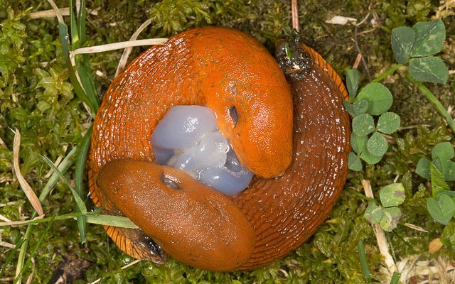 Spanish Slug reference