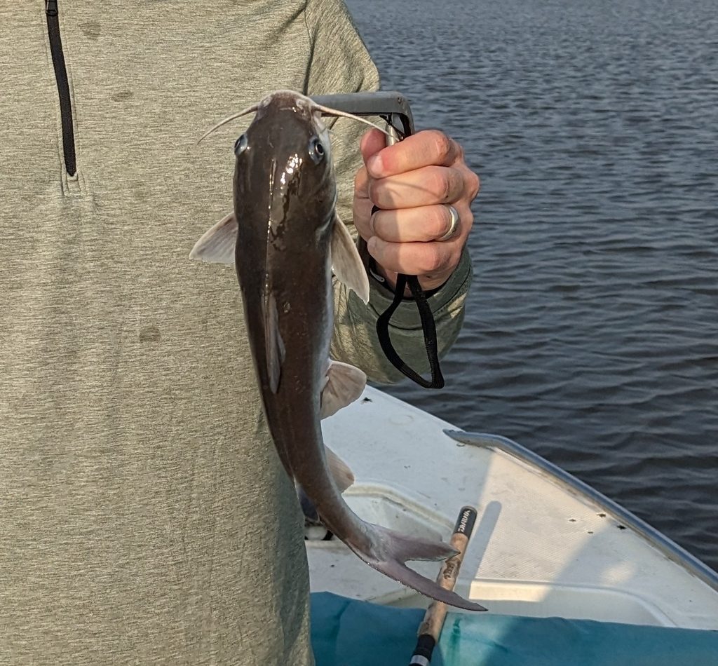 Hardhead Catfish reference