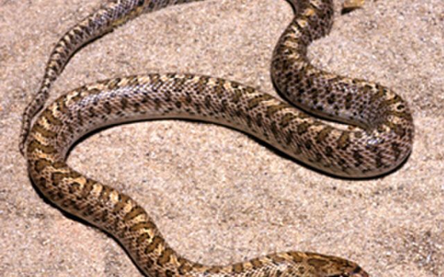 Glossy Snake reference