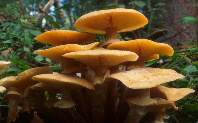 Honey Mushroom reference