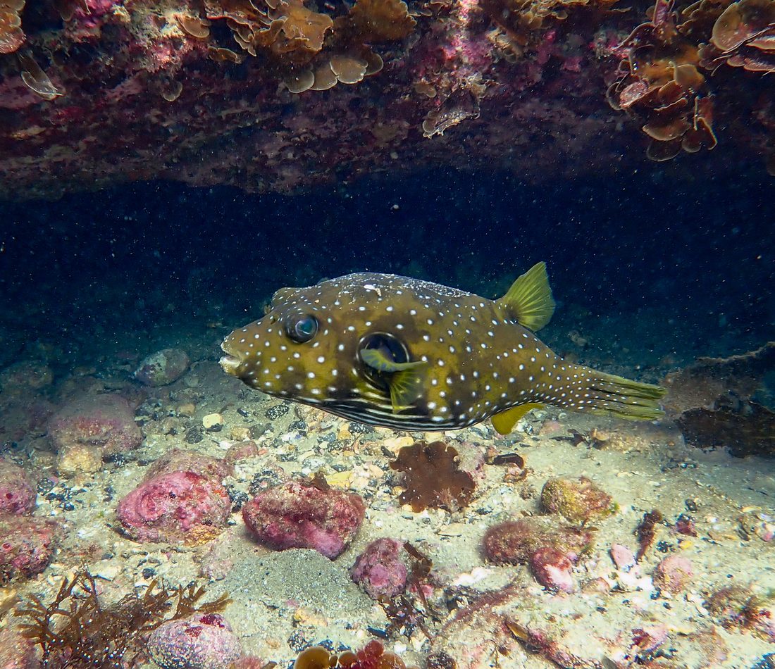 Stars-and-Stripes Puffer reference