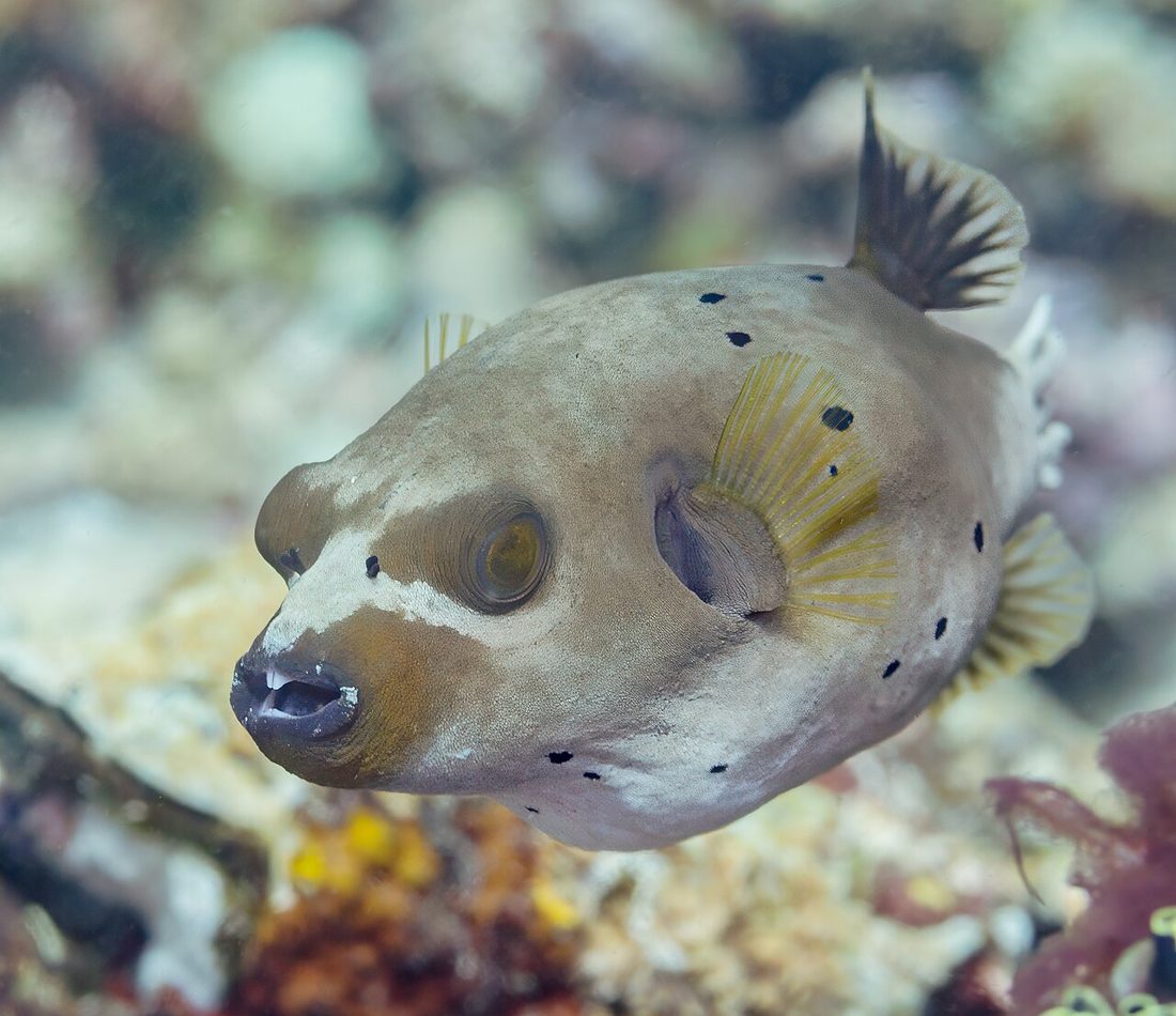 Dog-faced Puffer reference
