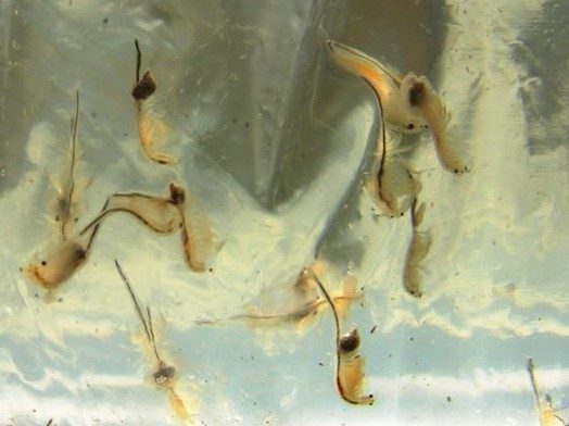 San Francisco Brine Shrimp reference