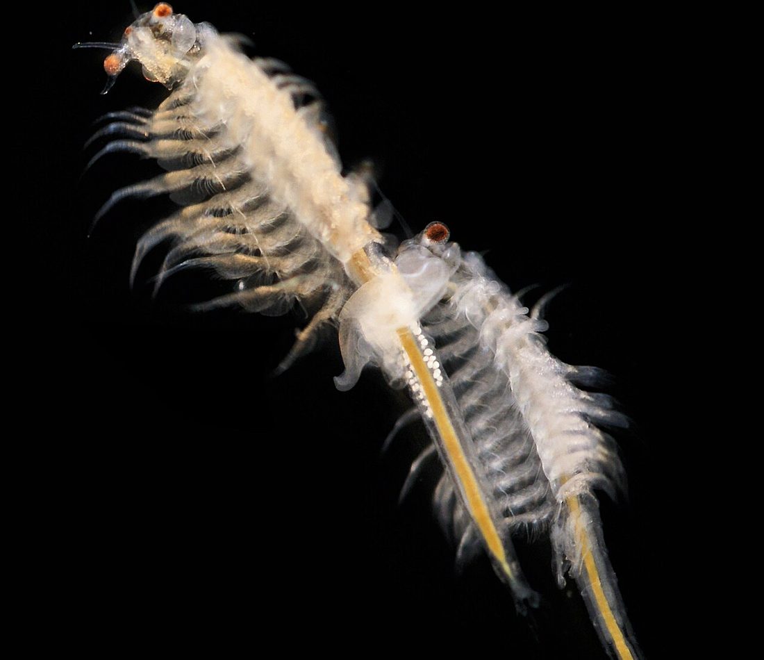 Sea Monkey reference