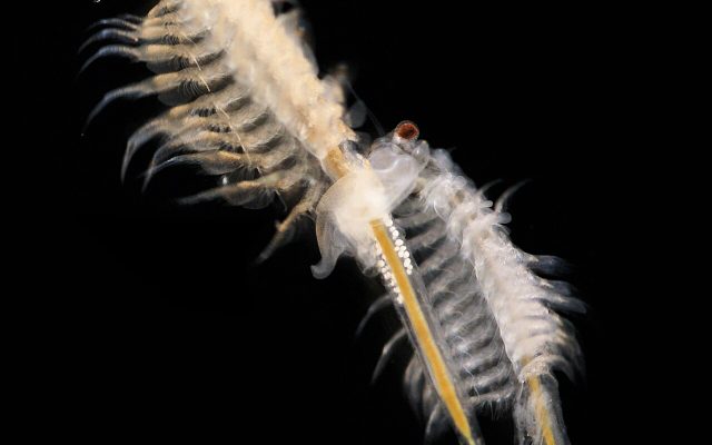 Brine Shrimp reference