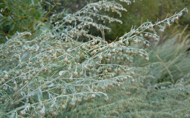 Wormwood reference