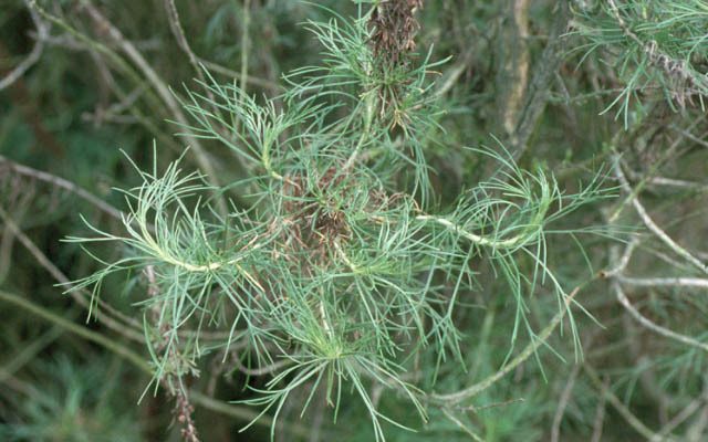 Coast Sagebrush reference
